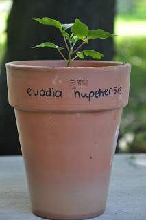 Dag 345, Euodia Hupehensis