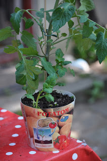 Aardappel-Tomaatplant
