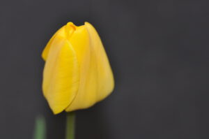 tulp geel