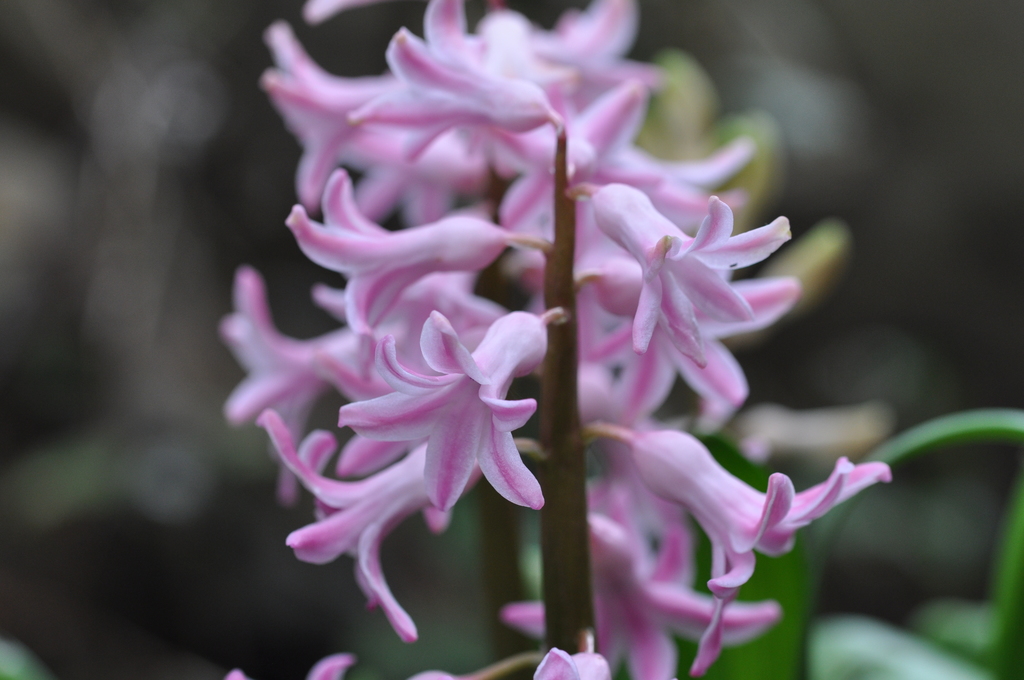 roze hyacint