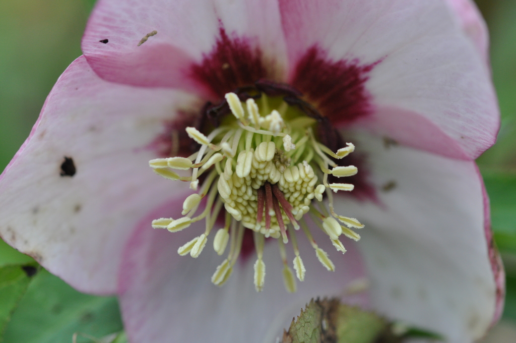 Helleborus roze