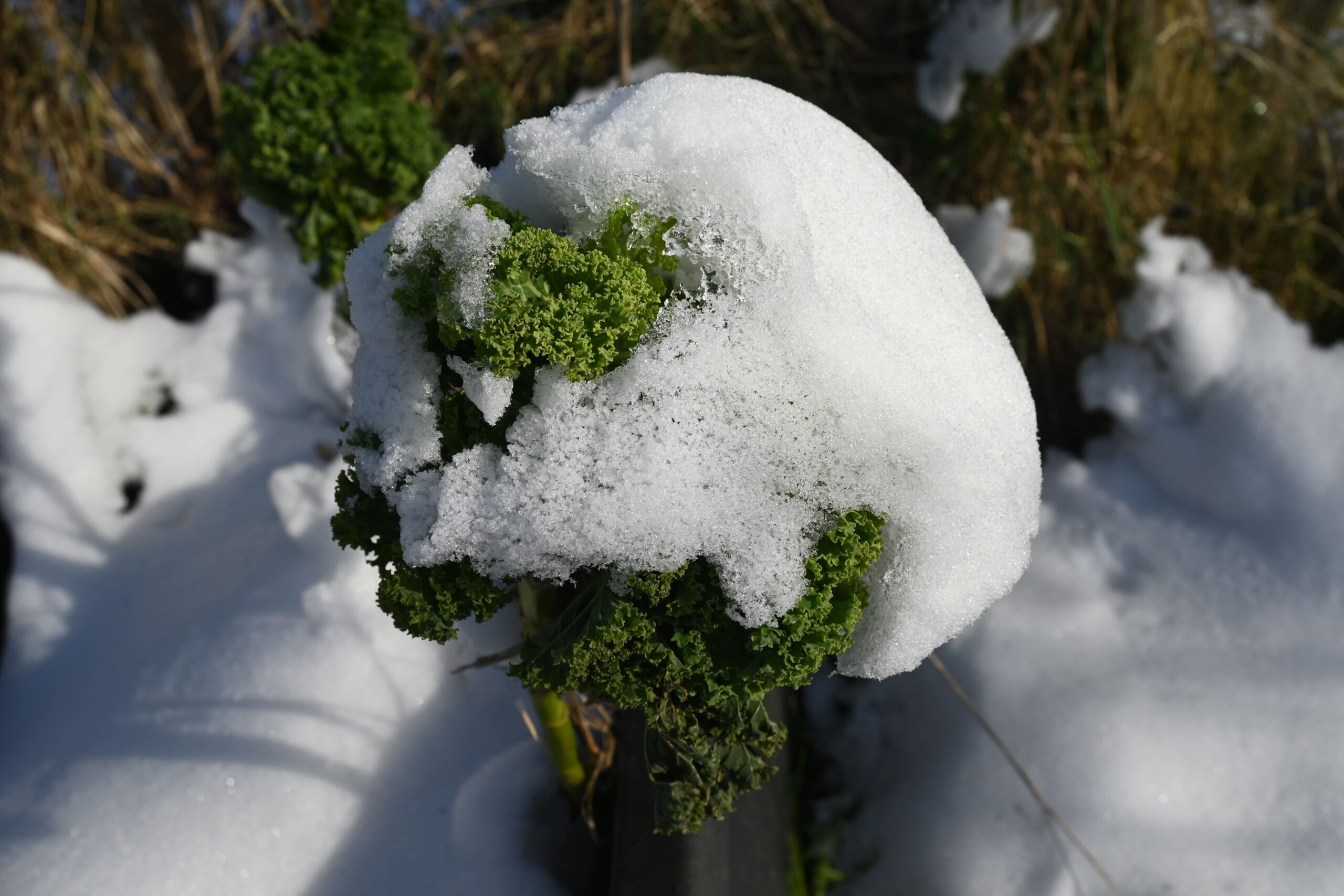 boerenkool met sneeuw