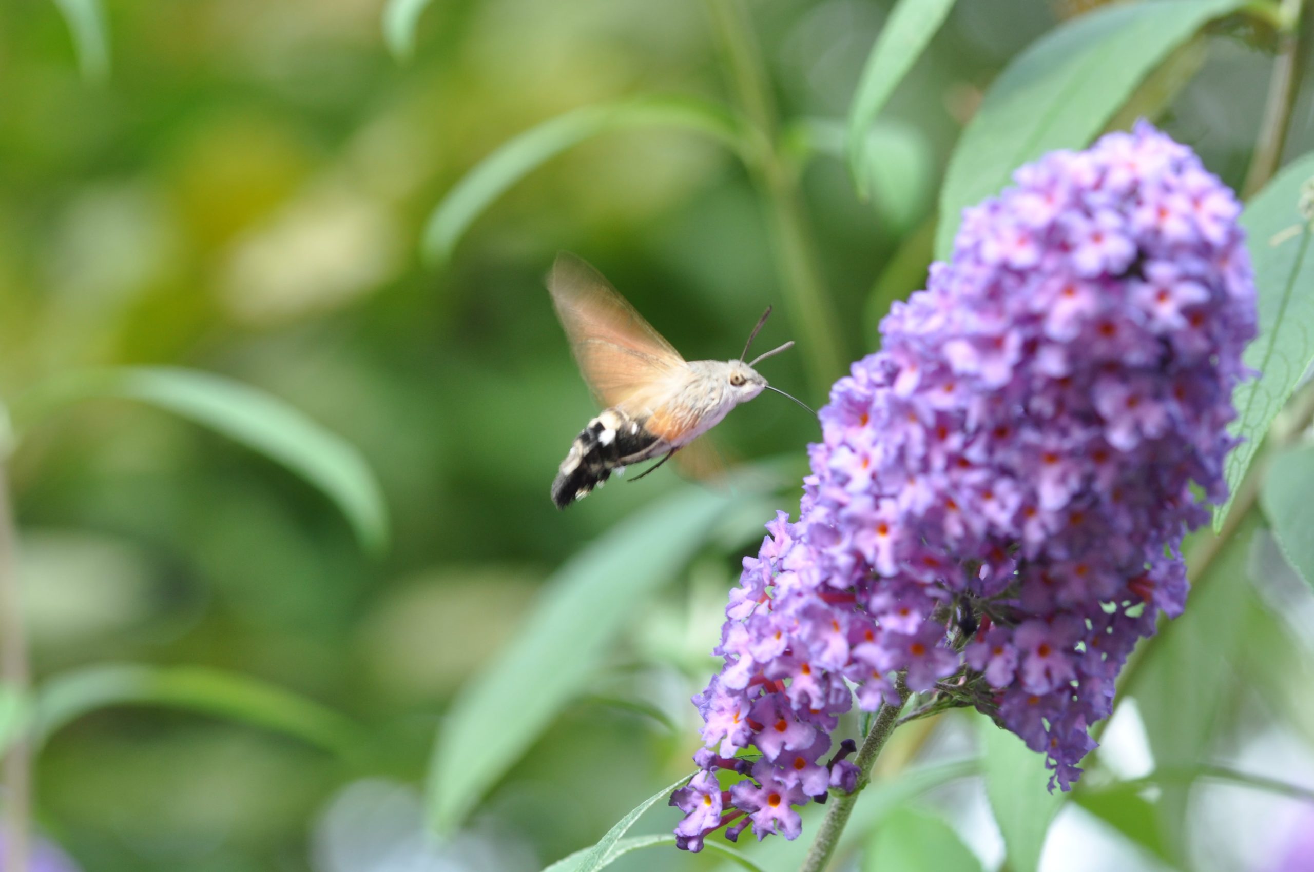 kolibri vlinder