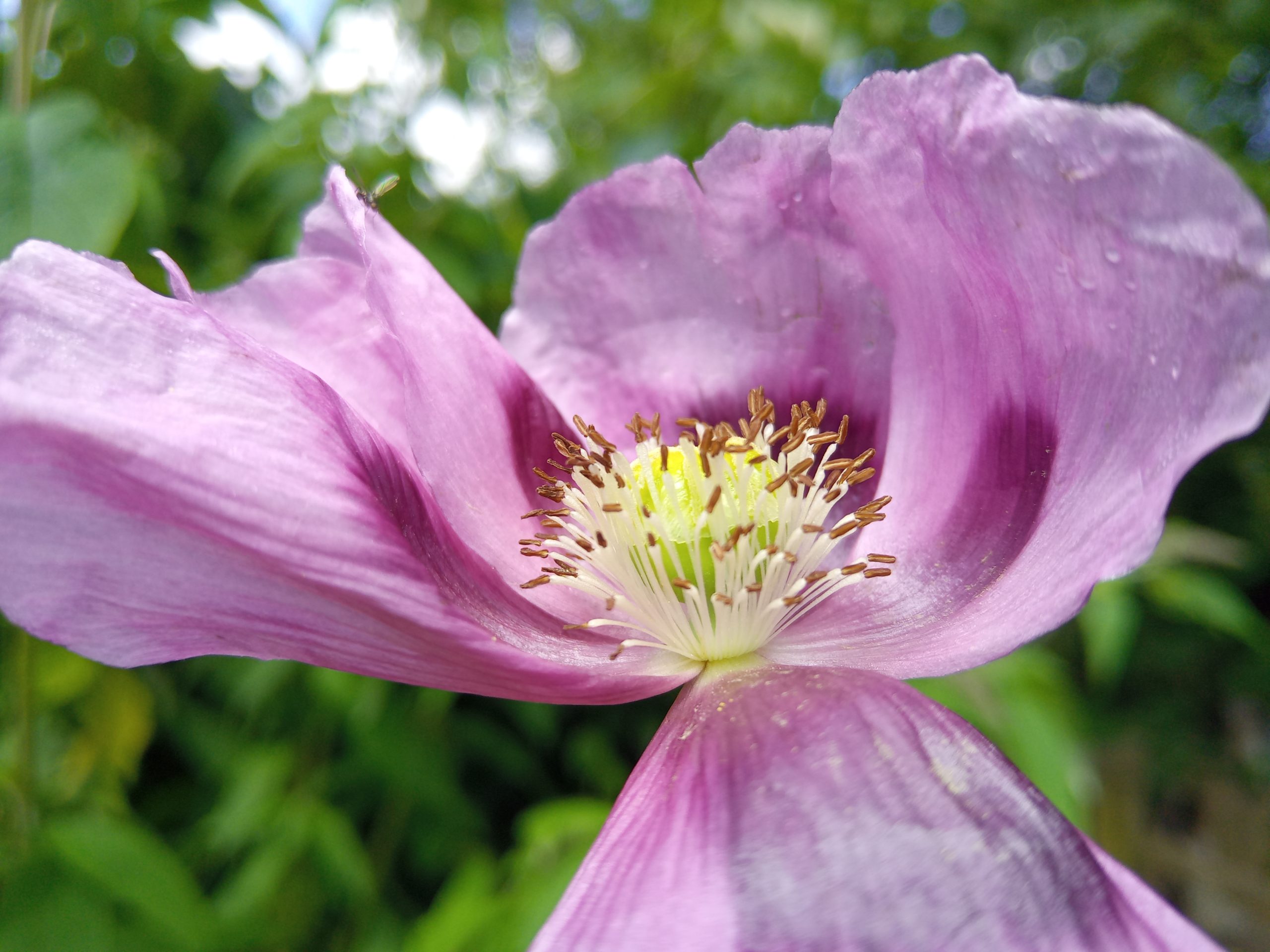 papaver