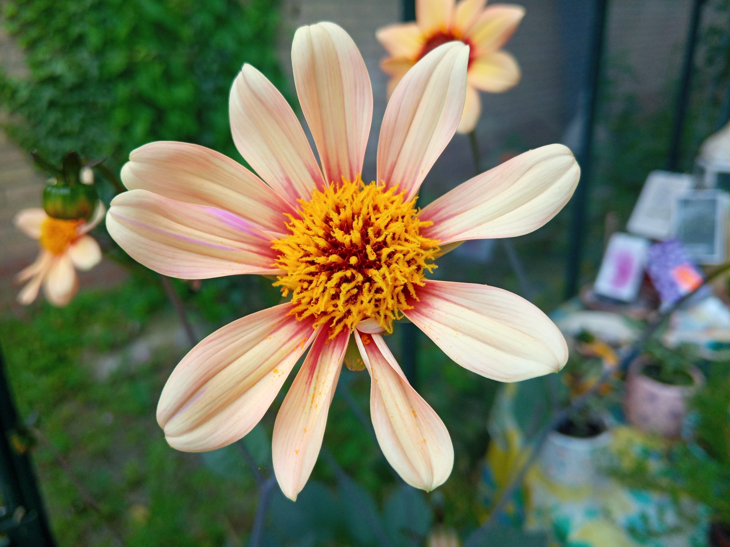 Dahlia