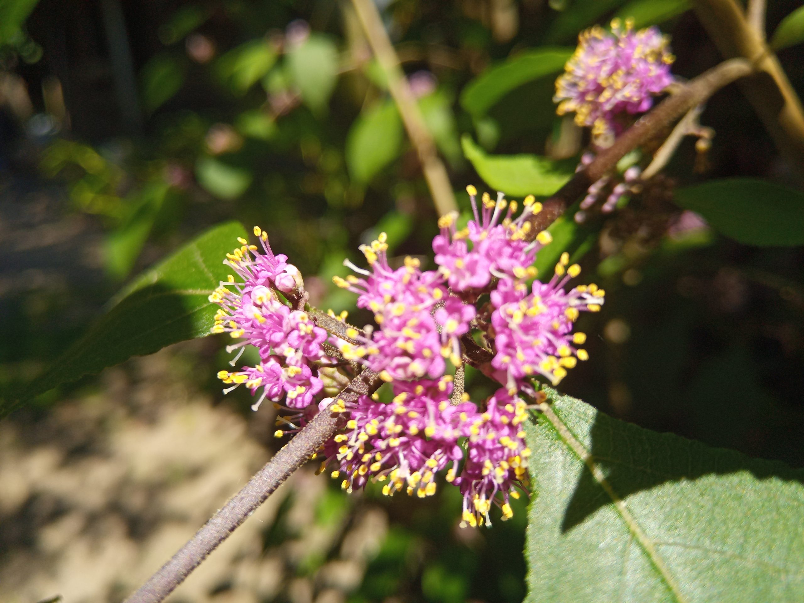 Callicarpa