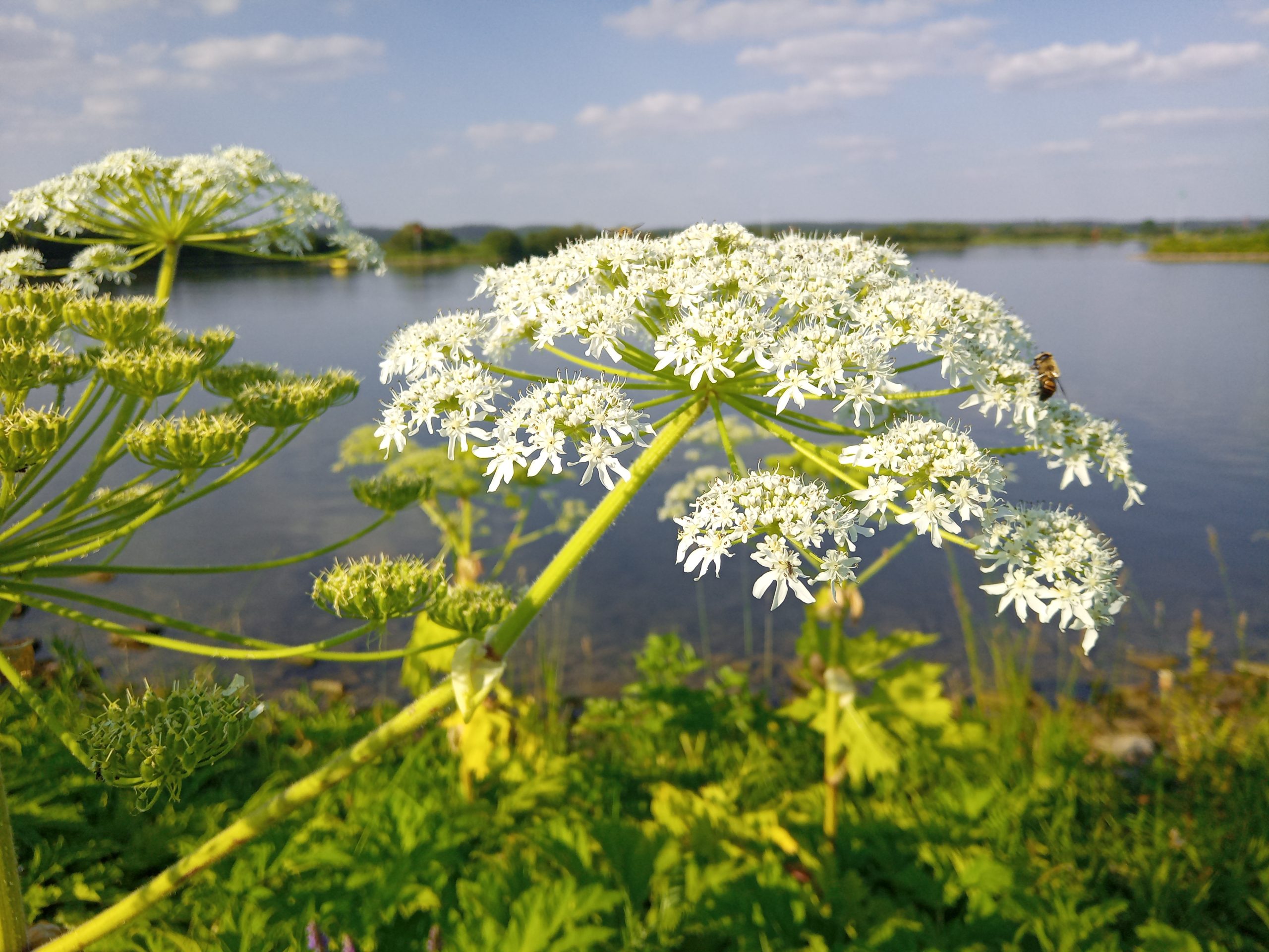 Berenklauw