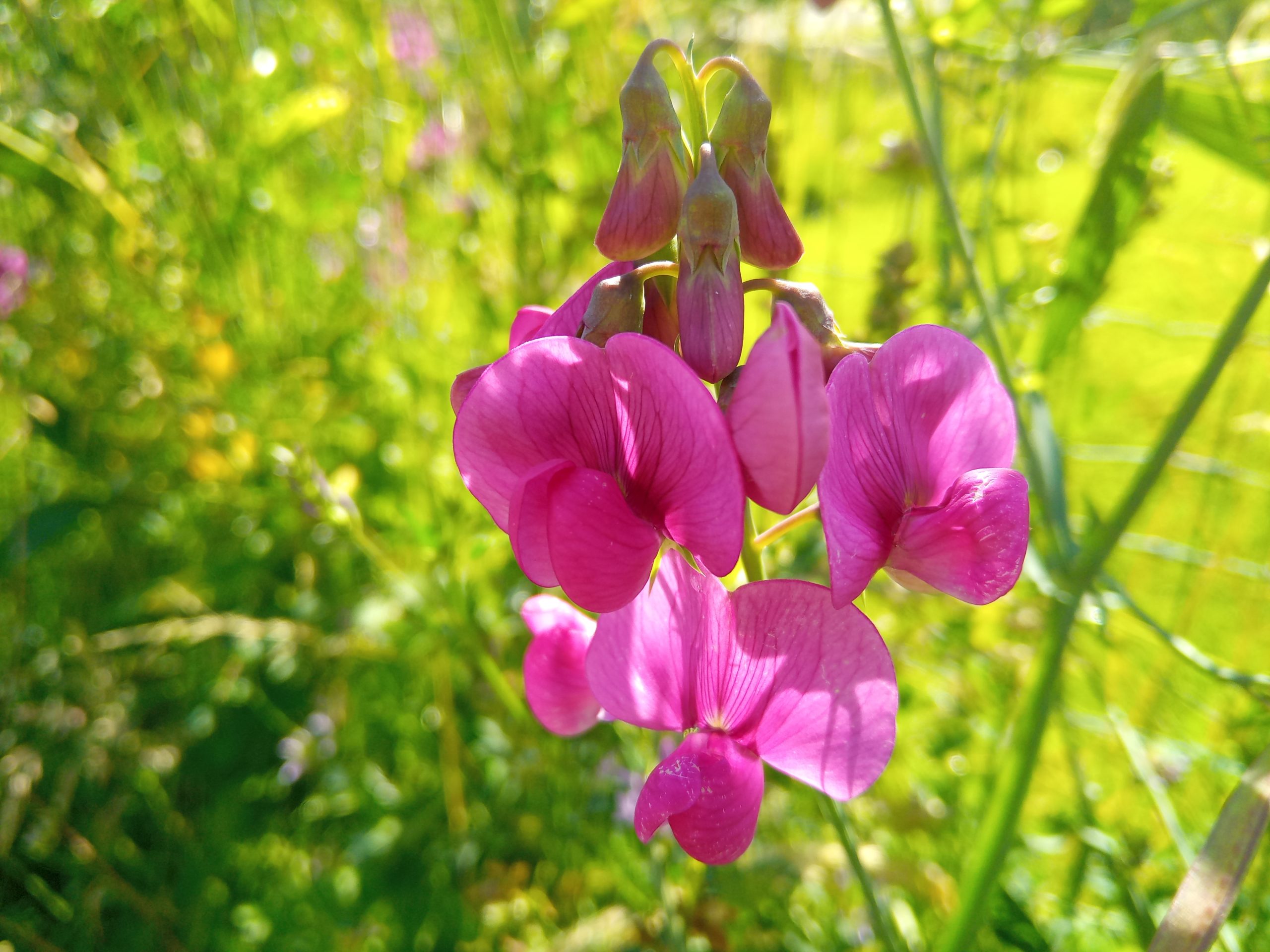 Lathyrus