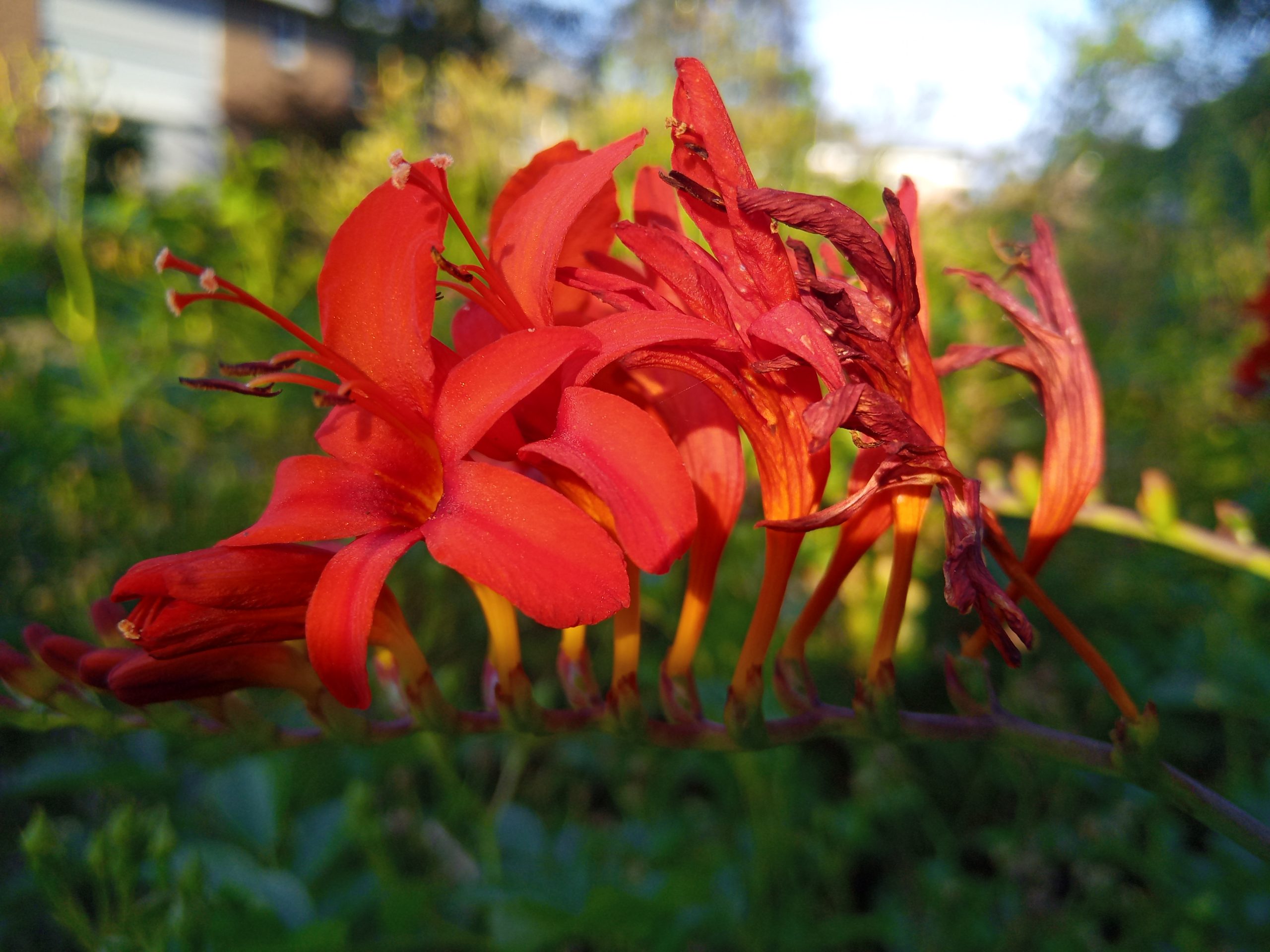 Crocosmia