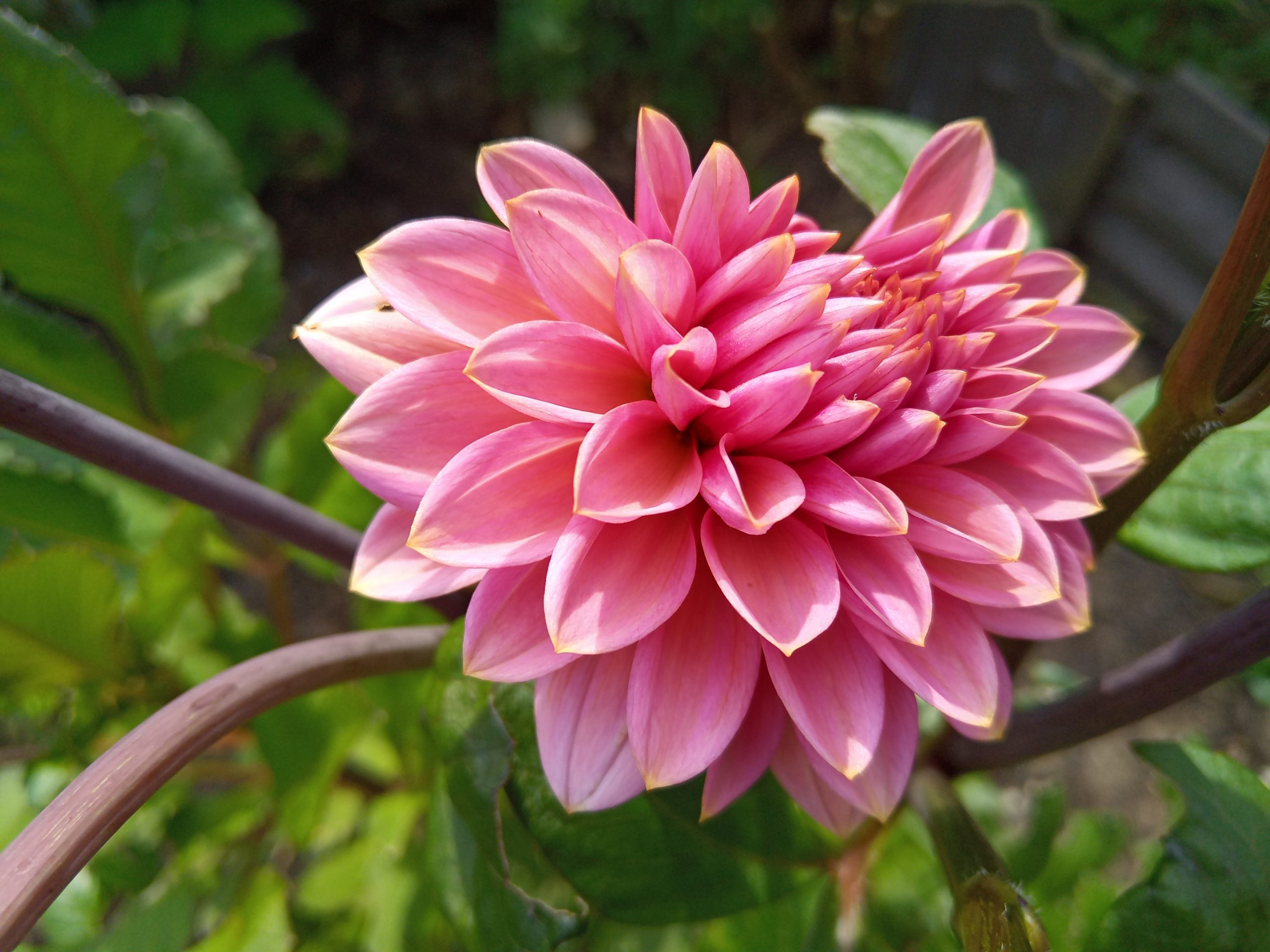 Dahlia