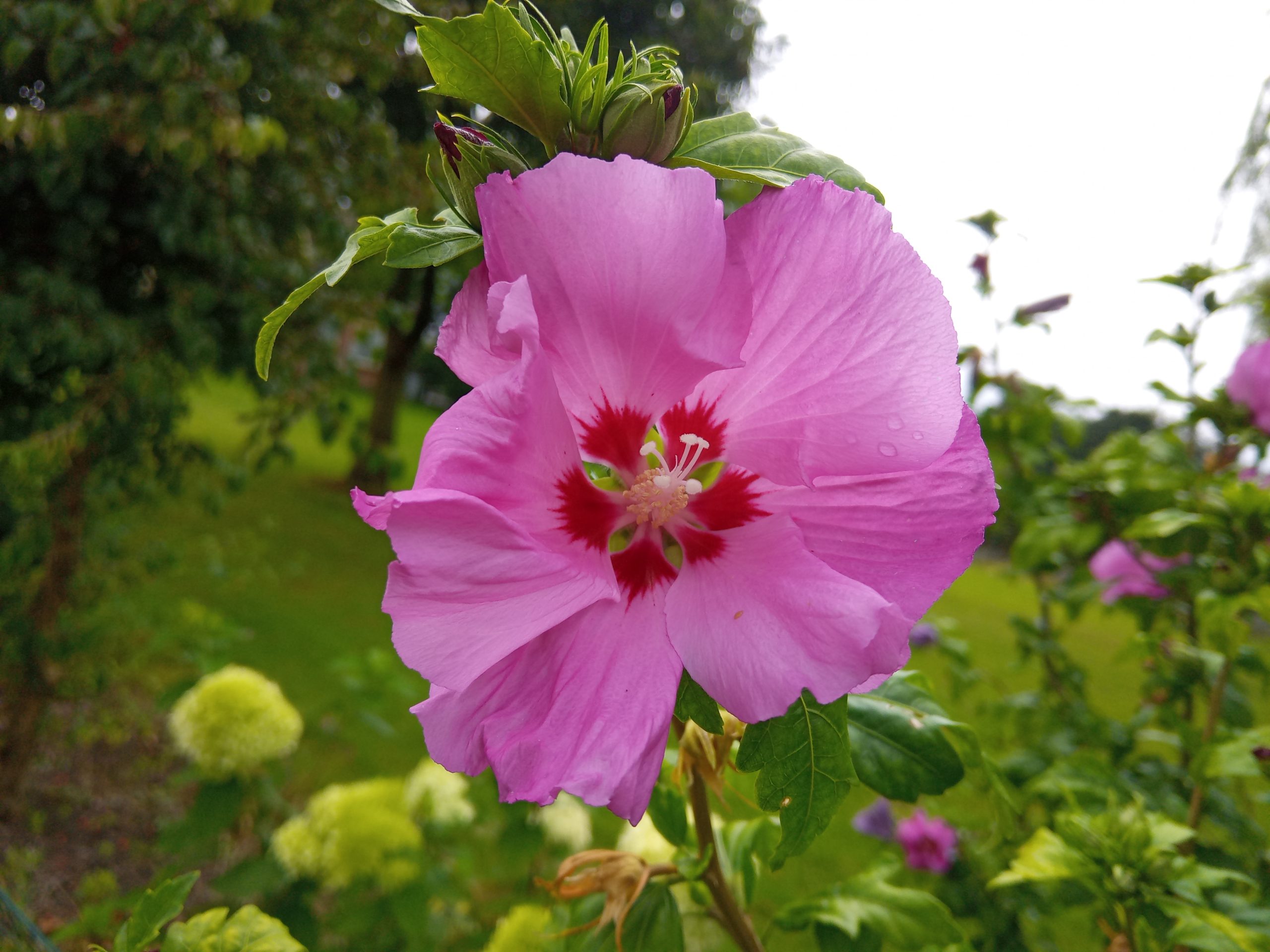 Hibiscus