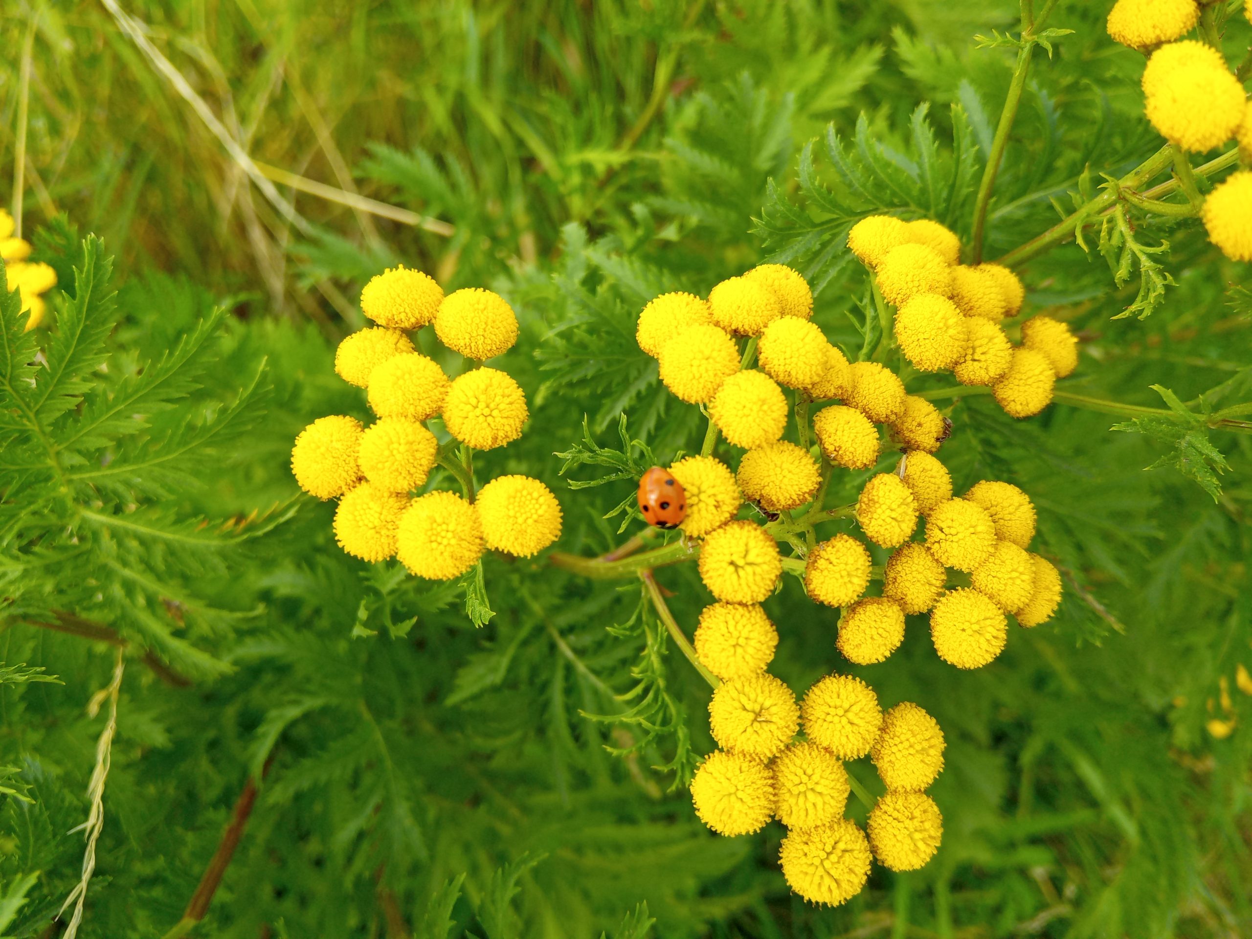 Boerenwormkruid