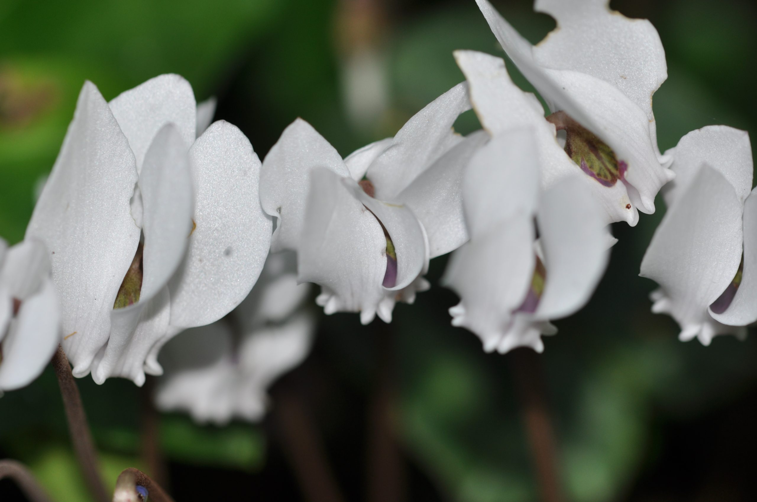 bos cyclamen