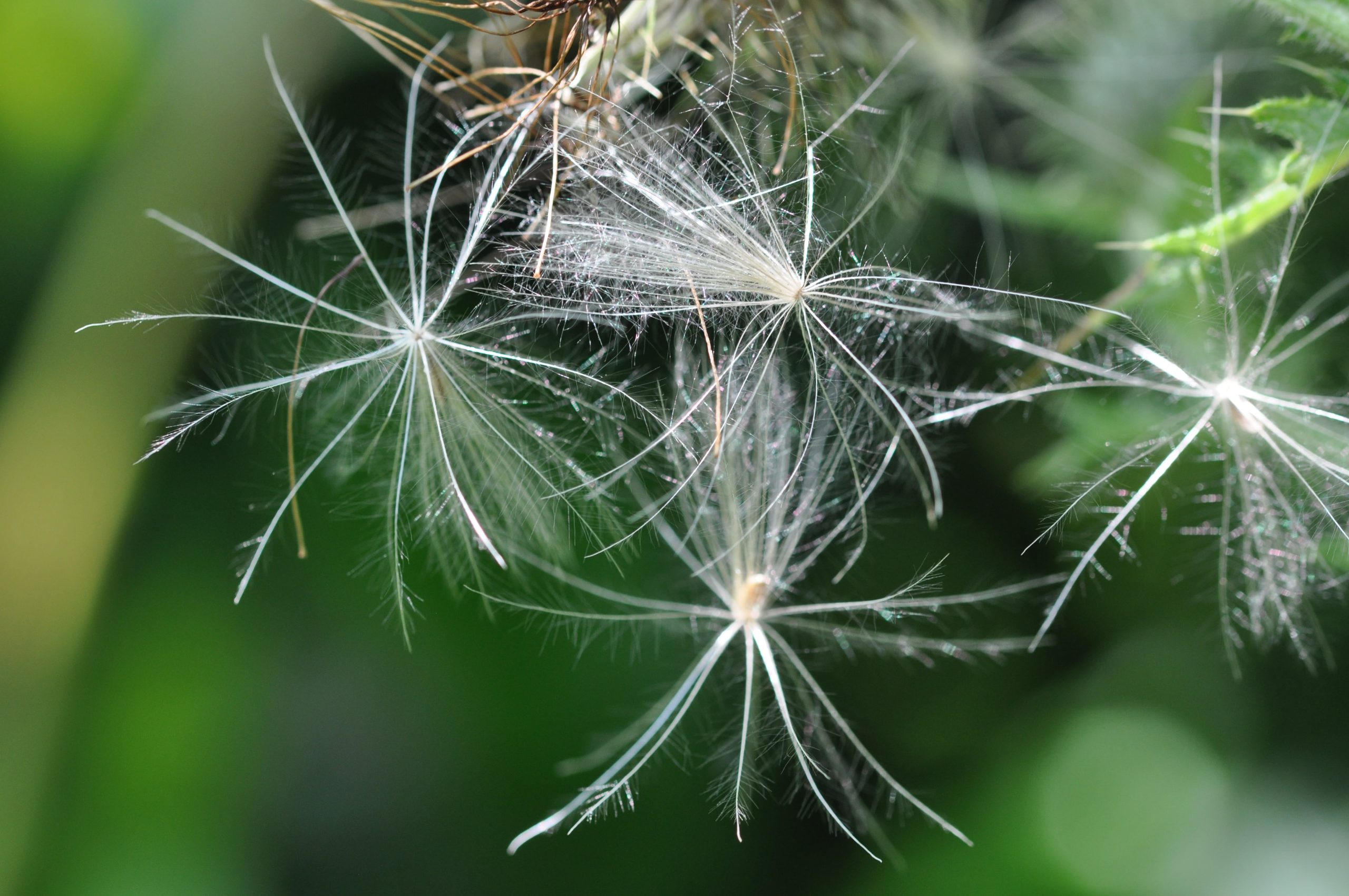 distel pluizen