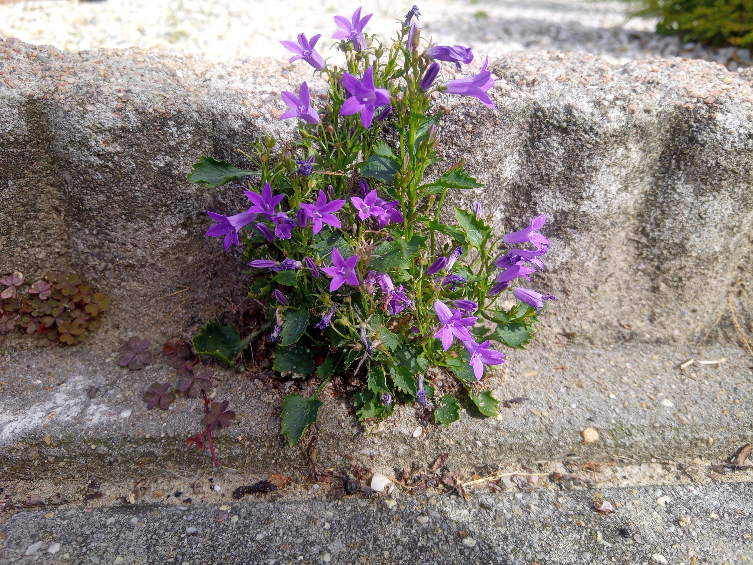 campanula