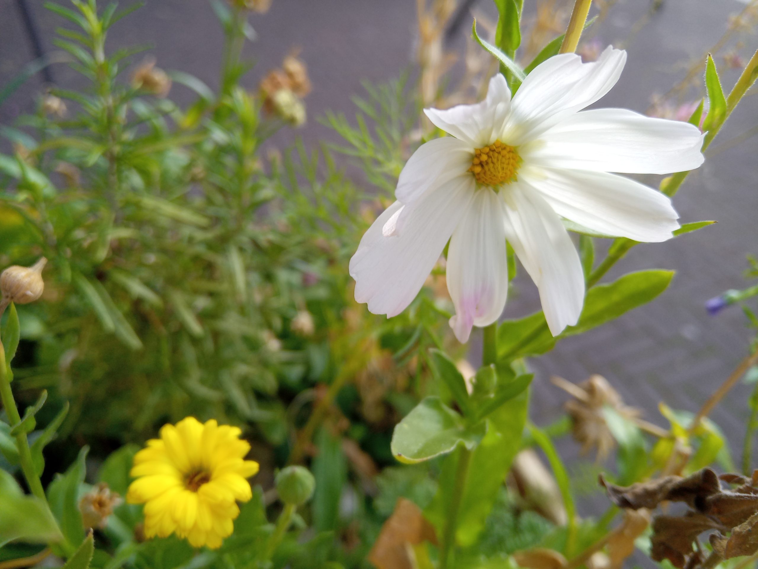 Cosmea