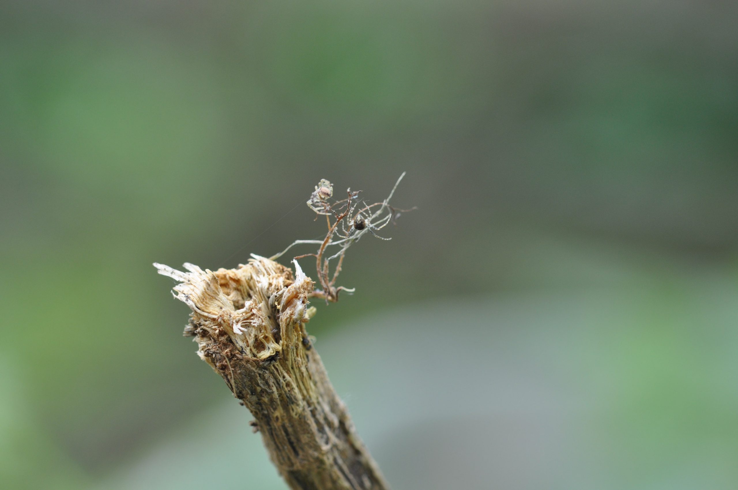 spinnetjes