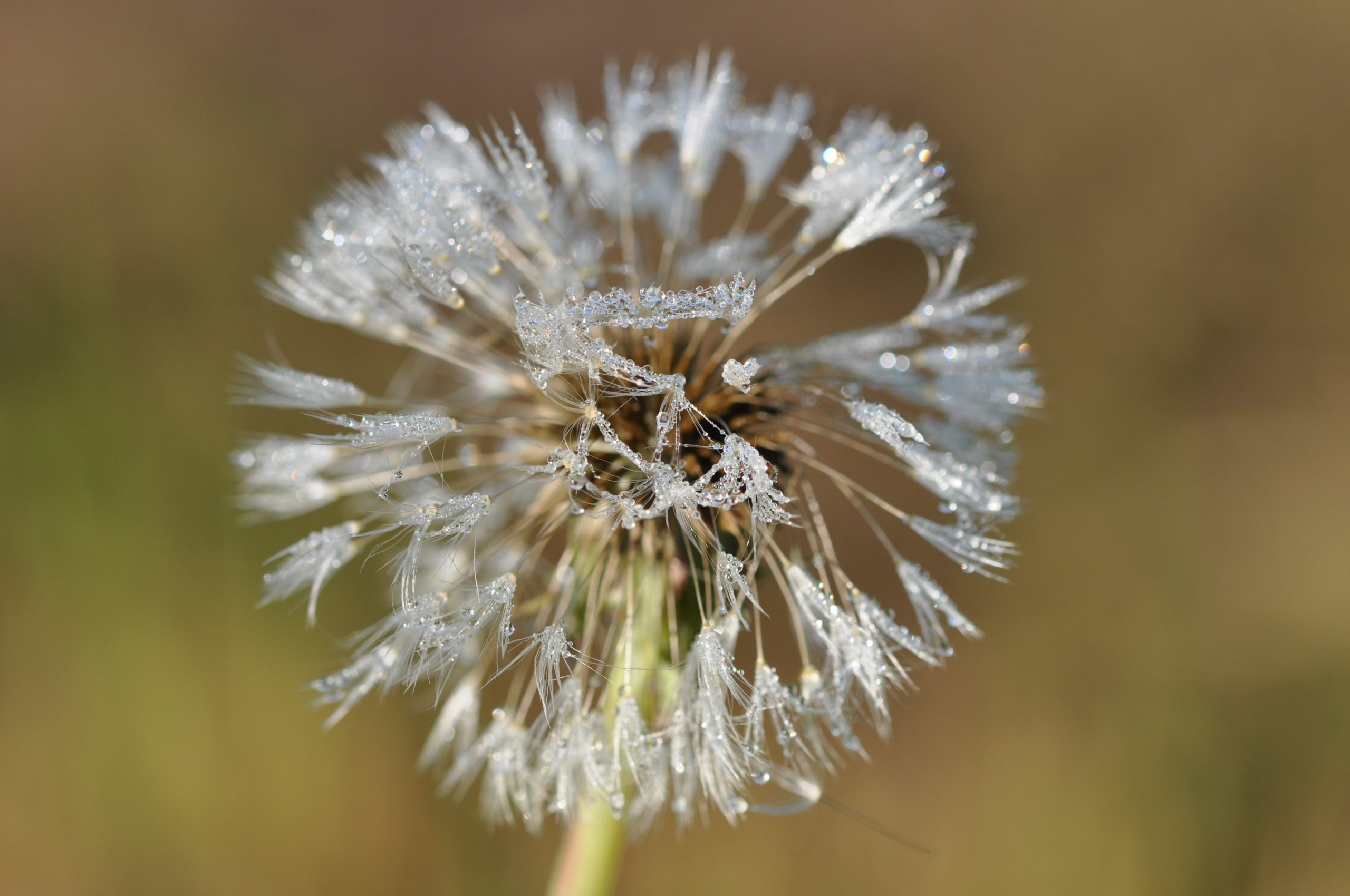 paardenbloem pluis