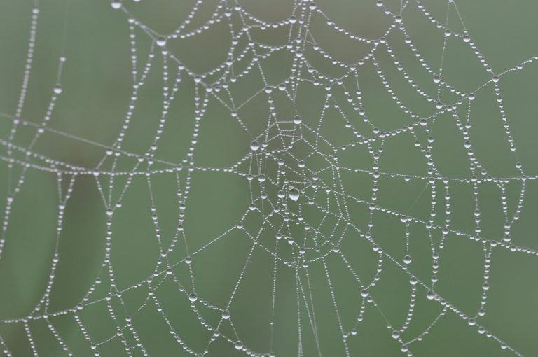 web