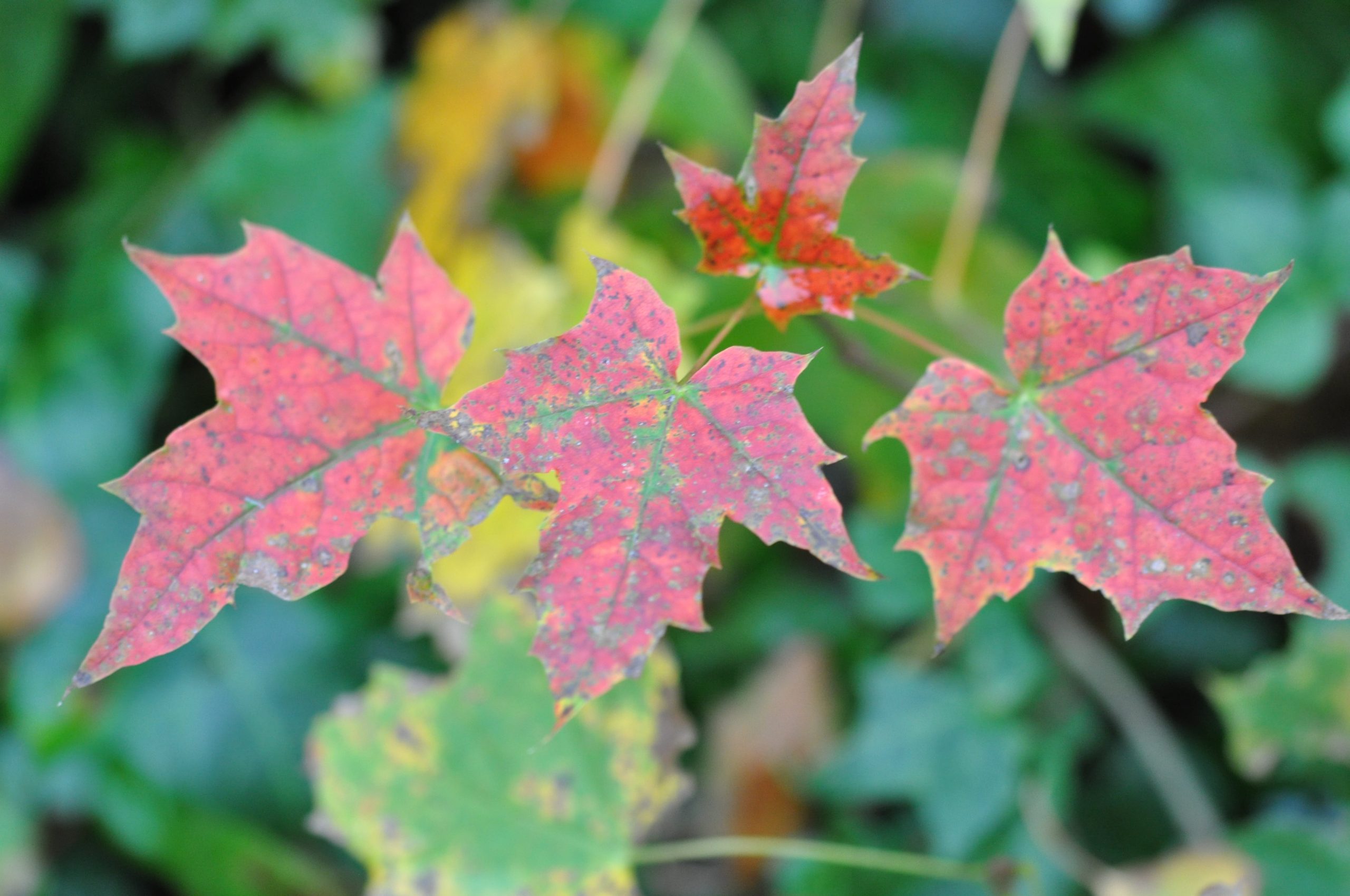 herfst