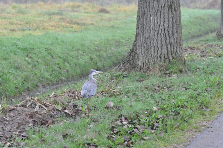 reiger