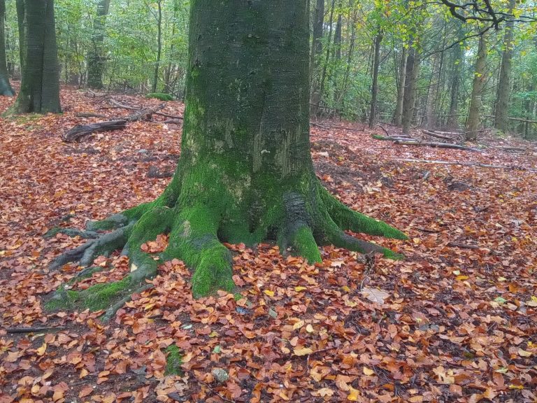 herfstboom