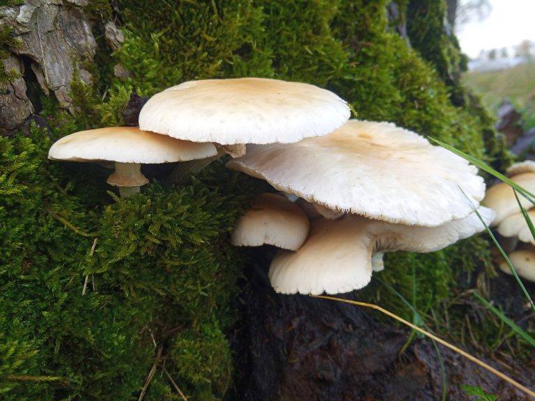 paddenstoelen