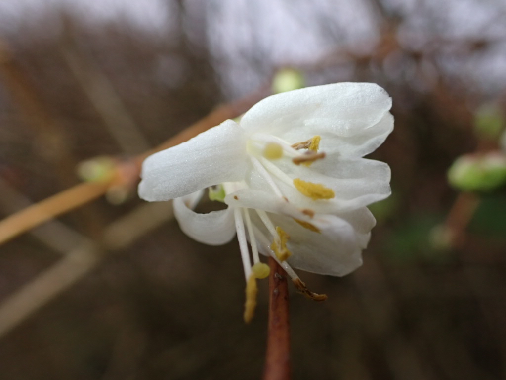 Winterkamperfoelie