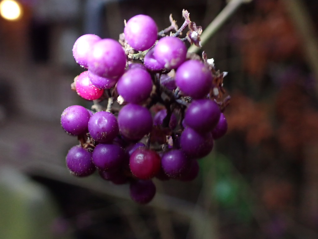 Callicarpa