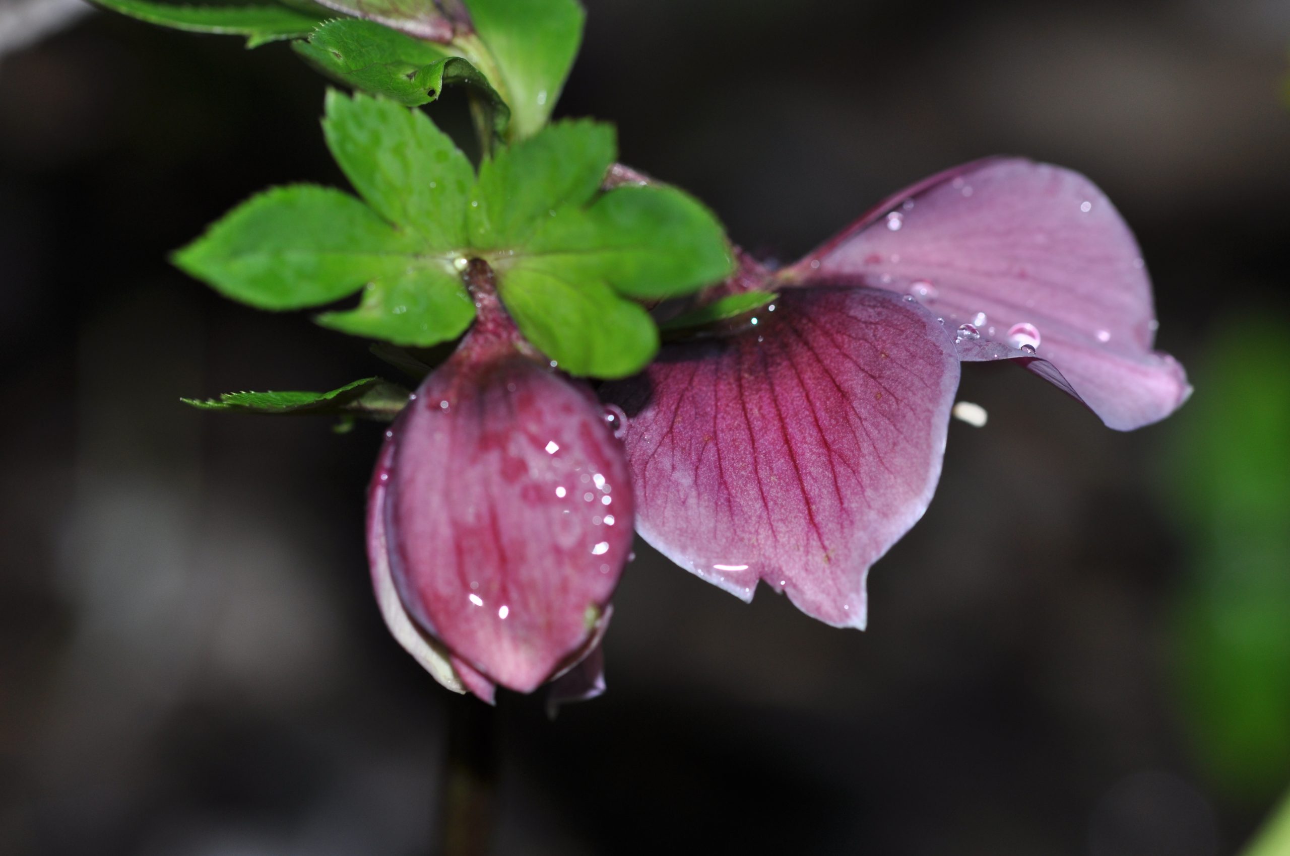 Helleborus