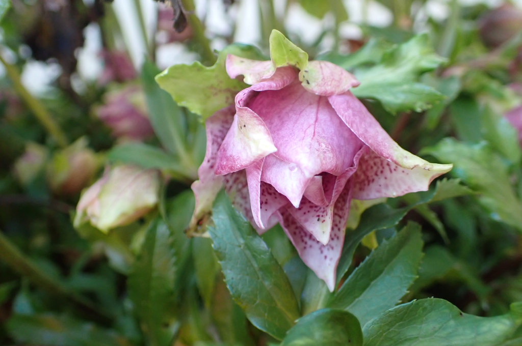 Helleborus