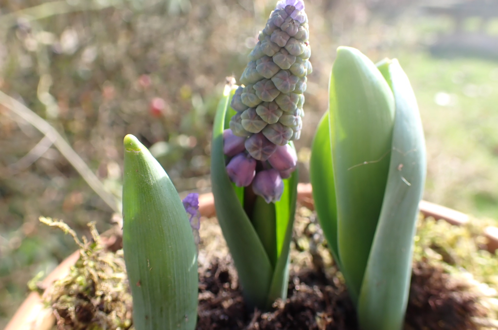 muscari grape ice