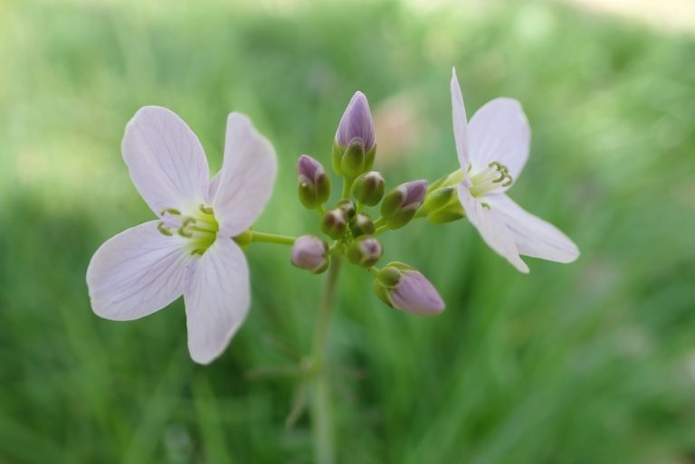 Pinksterbloem