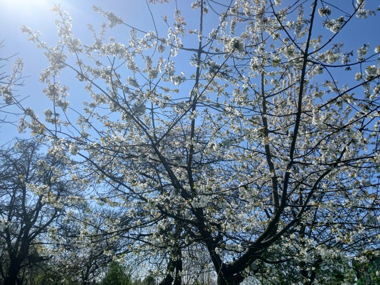 bloesems