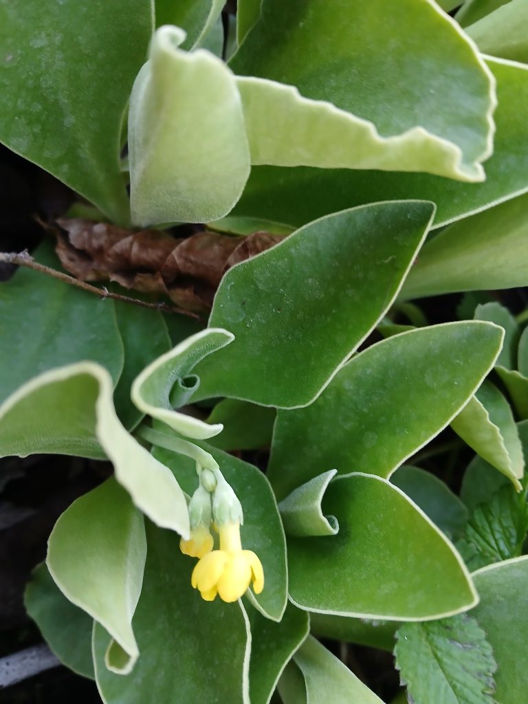 sleutelbloem