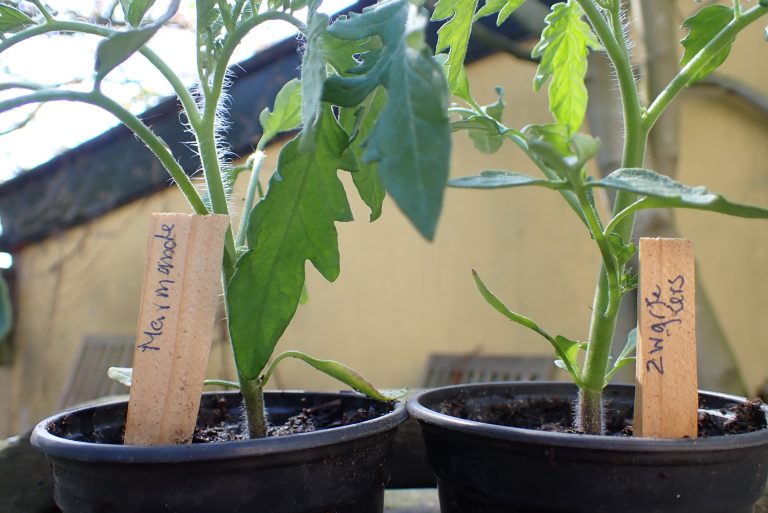 tomaten