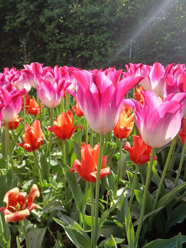 Tulpen