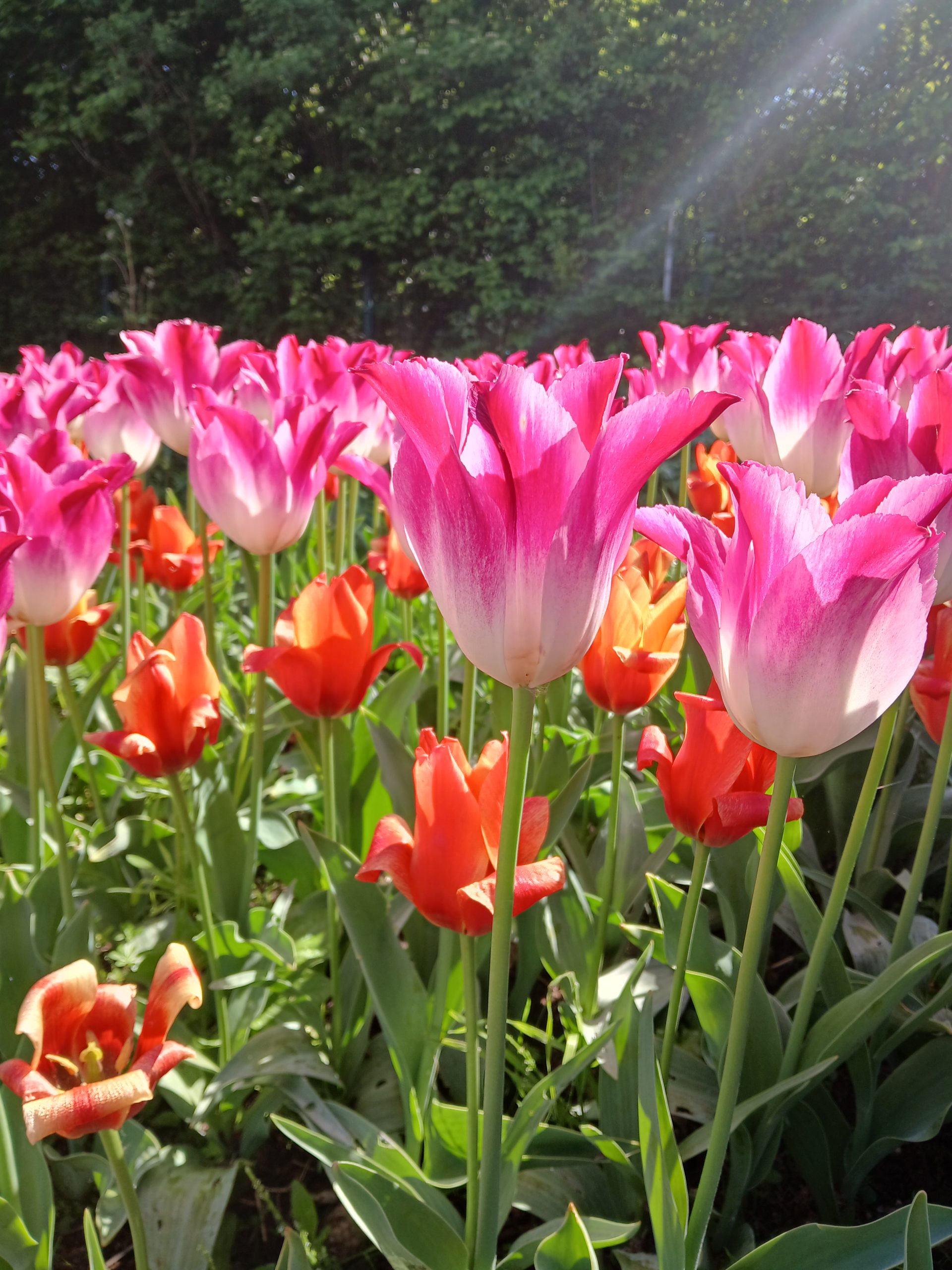 Tulpen