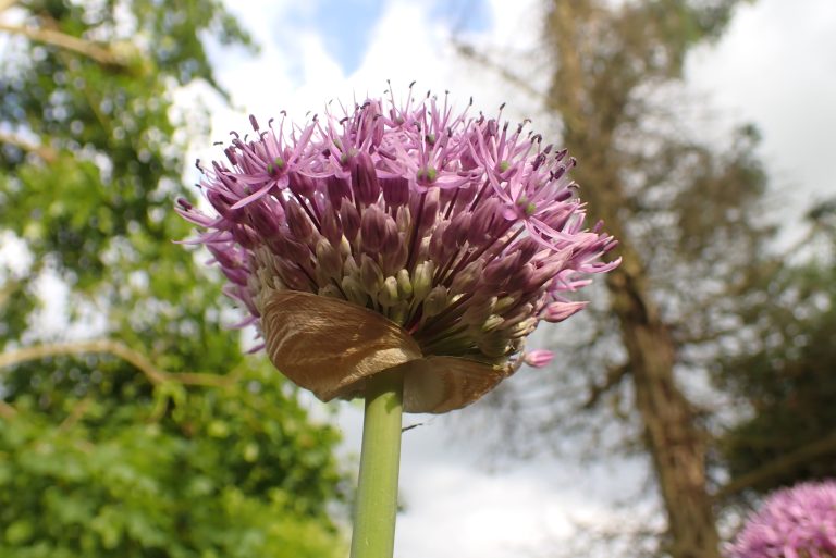 reuze allium