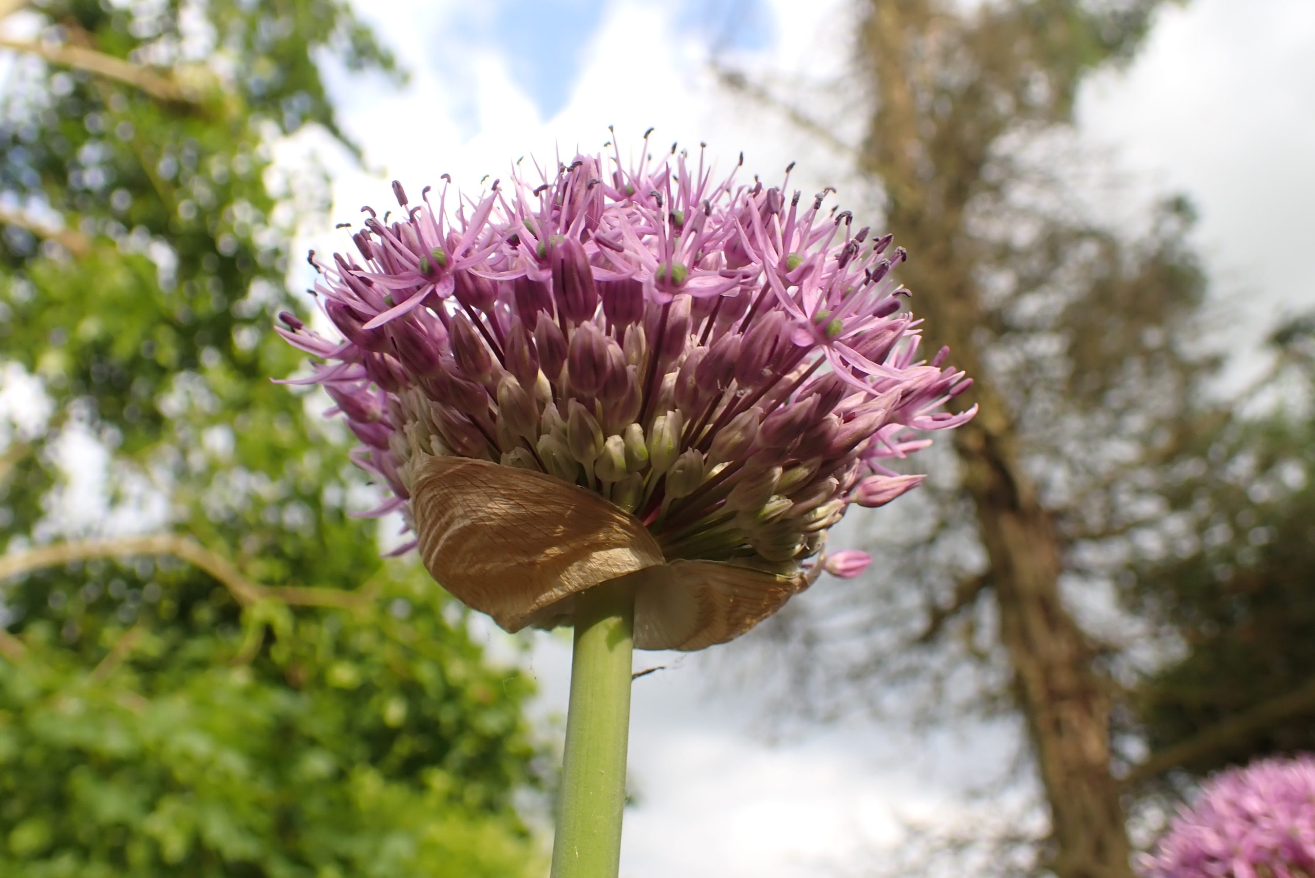 reuze allium