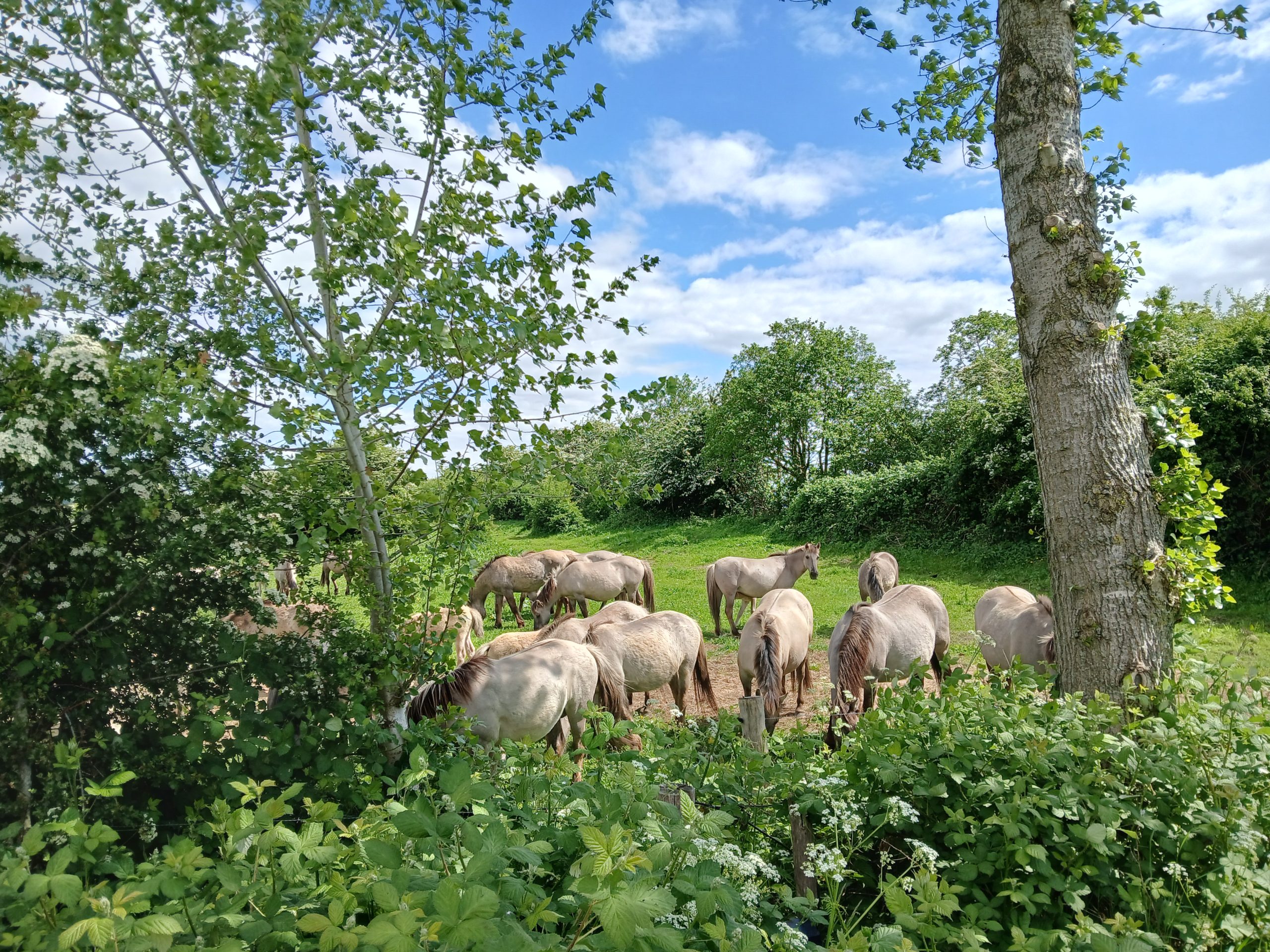 wilde paarden