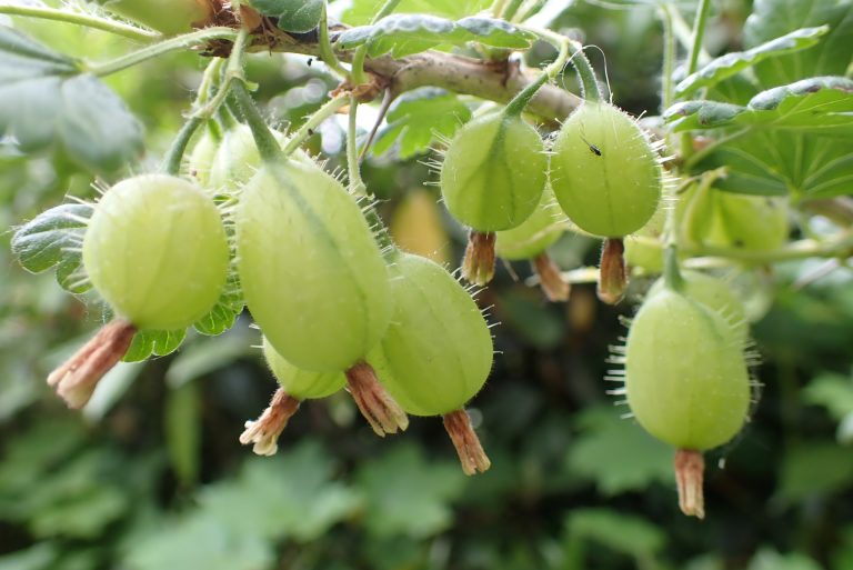 kruisbes