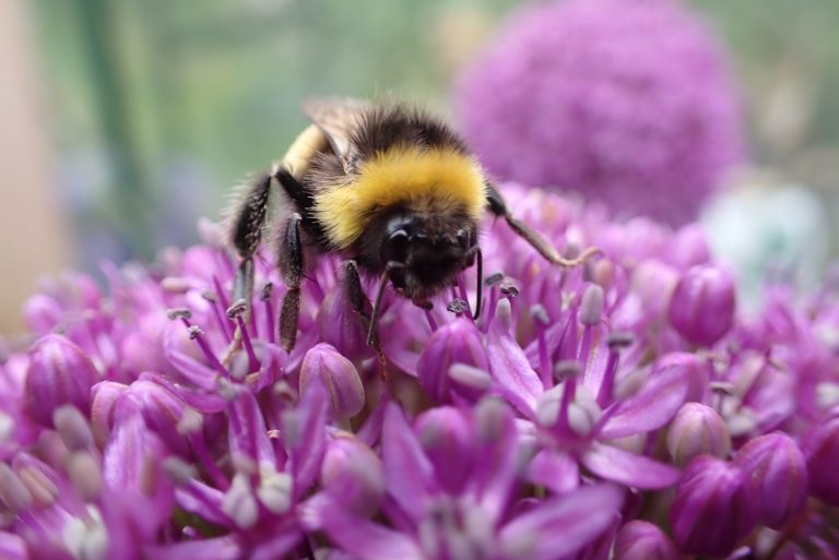 reuze Allium