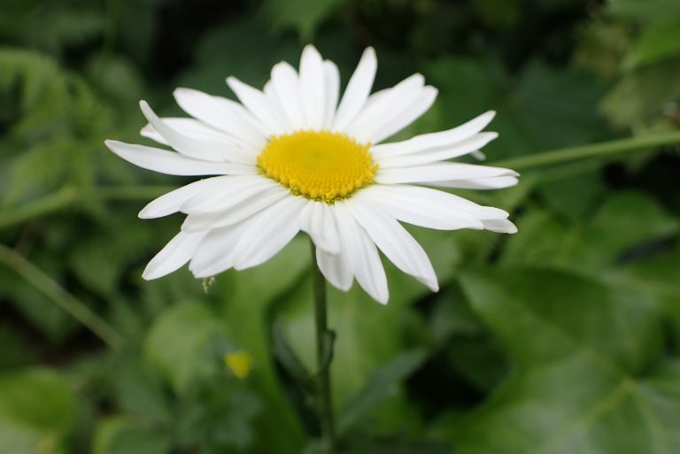 Margriet