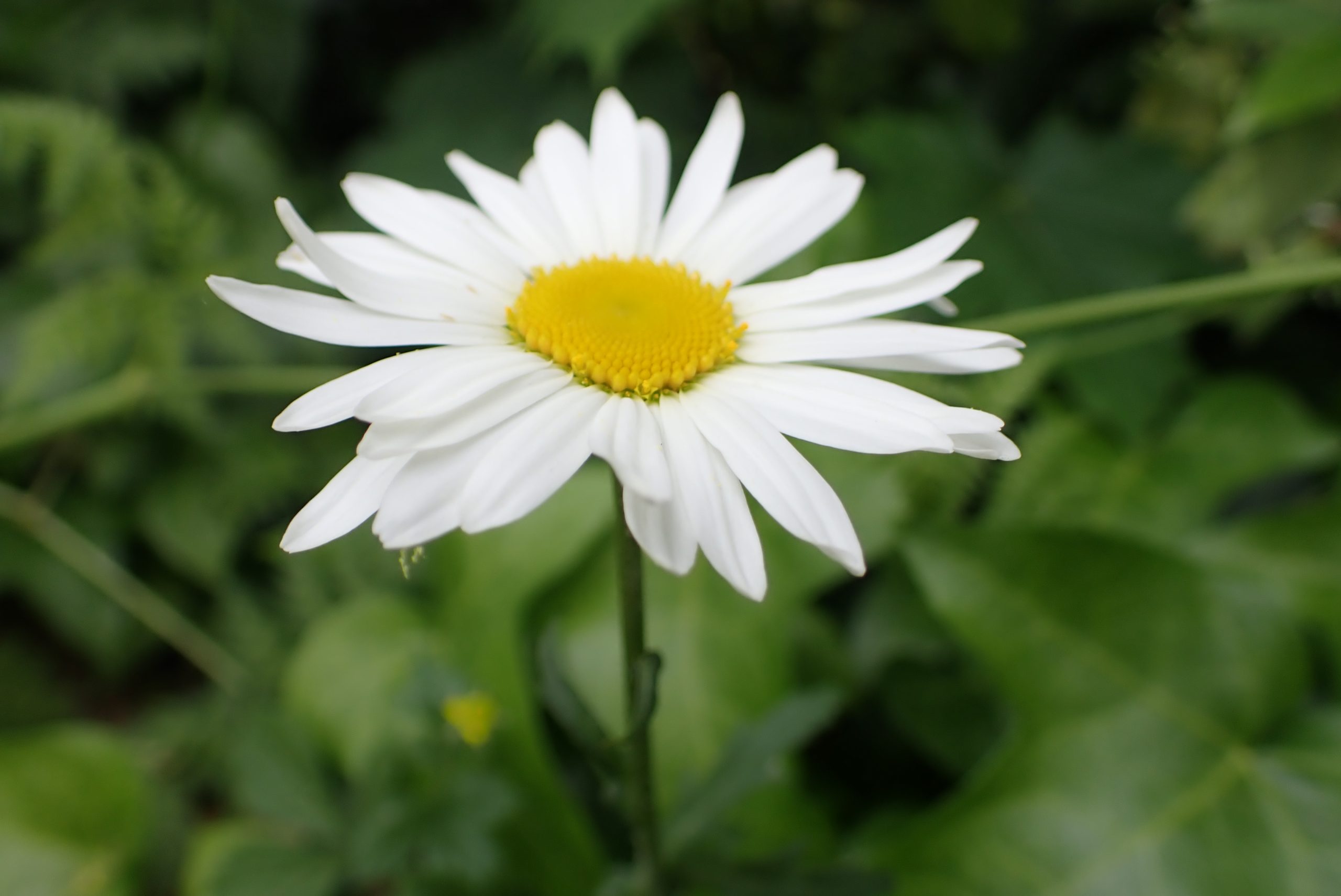 Margriet