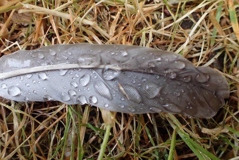 regen