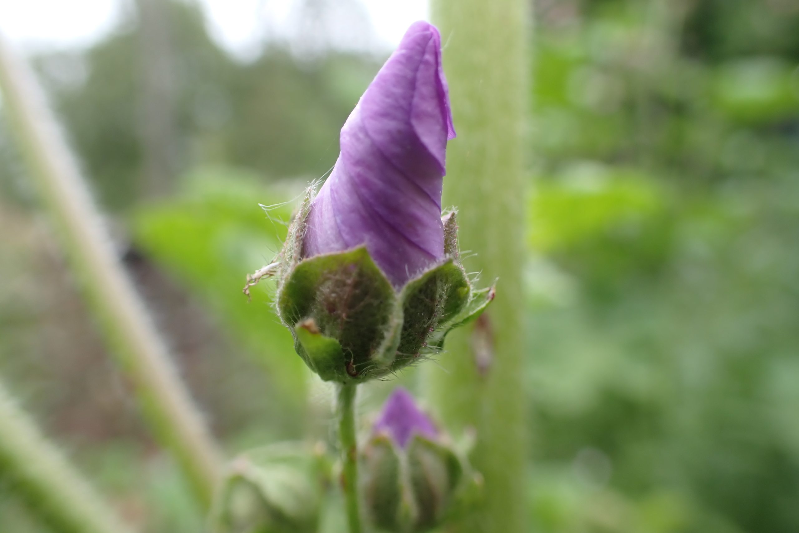 Malva