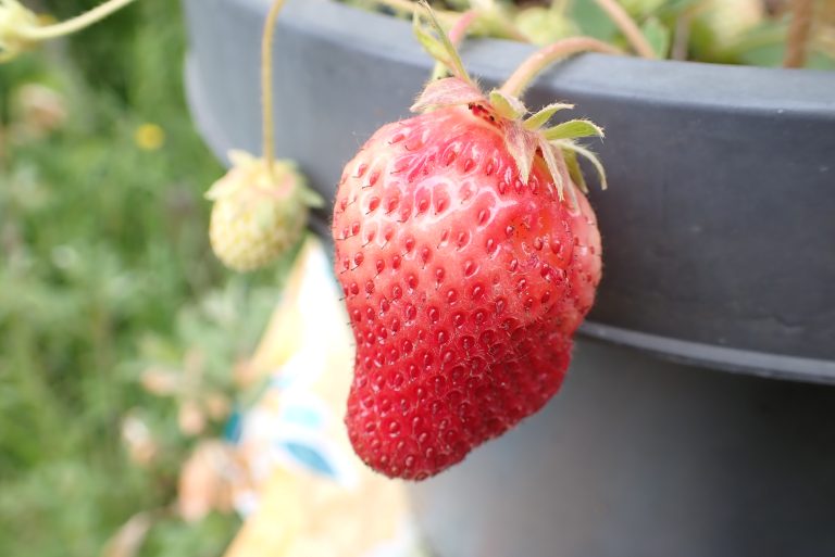 aardbei