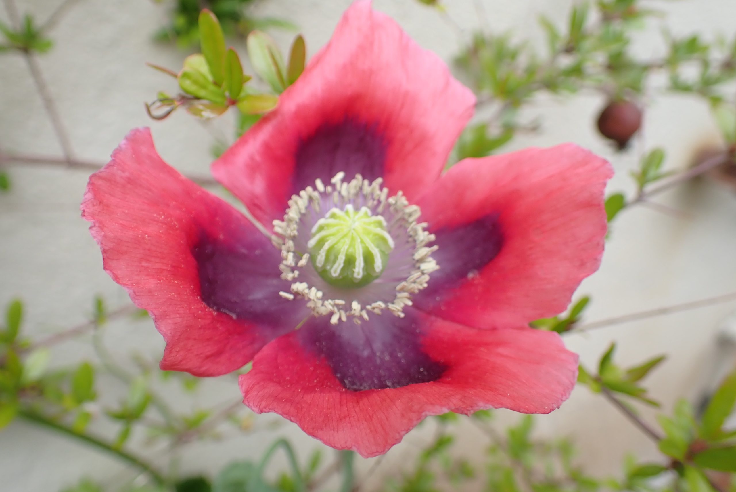 Papaver