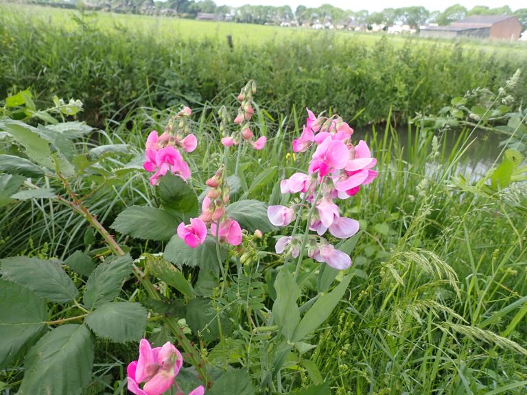 Lathyrus